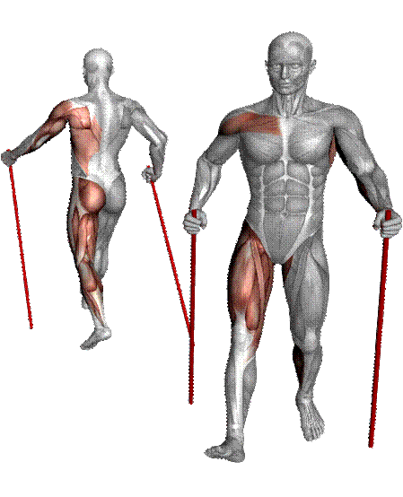 Качаются мышцы при ходьбе. Биомеханика скандинавской ходьбы. Скандинавская ходьба мышцы. Мышцы задействованные при ходьбе. Мышцы задействованные при скандинавской ходьбе.